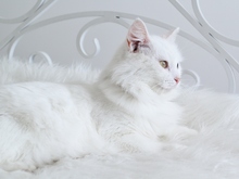 Image-rectangle_220_165