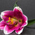 Image-square_50