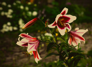 Image-preview_300x200