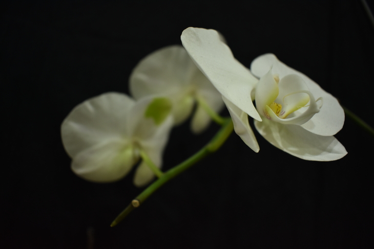 Image-normal