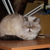 Image-square_50