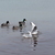 Image-square_50