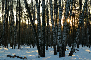 Image-preview_300x200