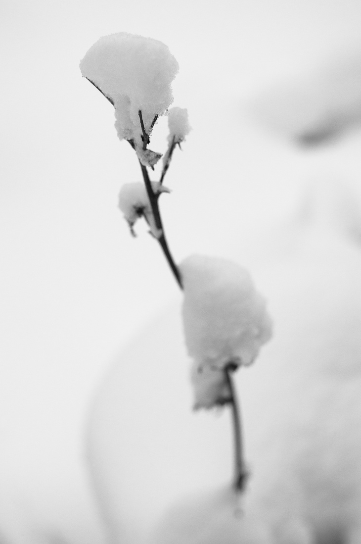 Image-normal