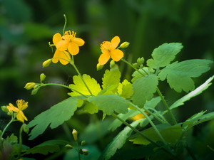 Image-preview_300x200