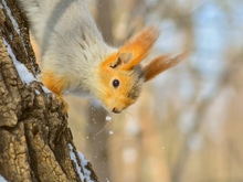 Image-rectangle_220_165