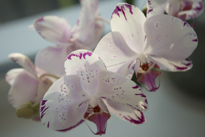 Image-preview_300x200