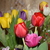 Image-square_50