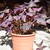 Image-square_50
