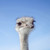 Image-square_50