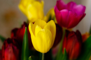 Image-preview_300x200