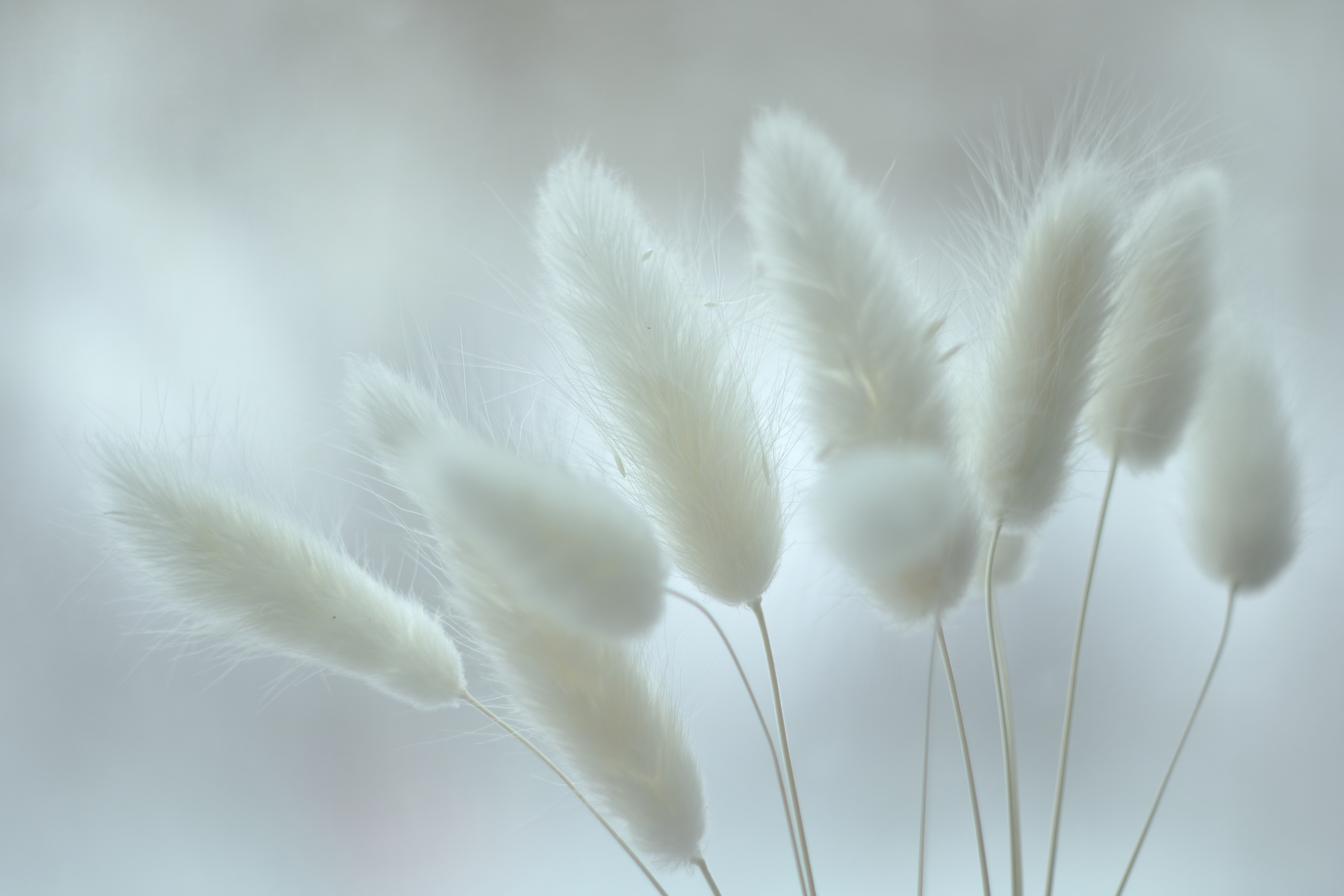 Ковыль белый сухоцветы
