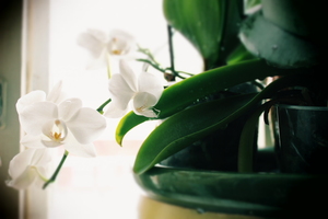 Image-preview_300x200