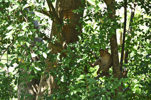 Image-preview_300x200