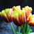 Image-square_50