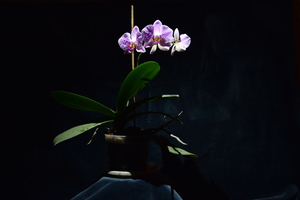 Image-preview_300x200