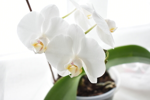 Image-preview_300x200