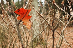 Image-preview_300x200
