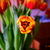 Image-square_50