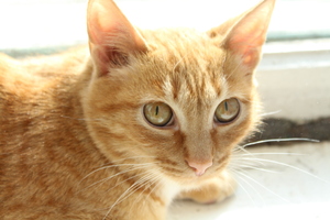 Image-preview_300x200