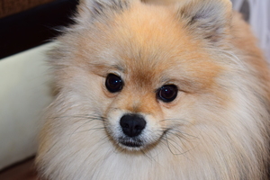 Image-preview_300x200
