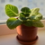 Image-square_50