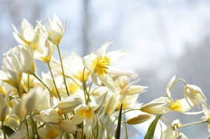 Image-preview_300x200