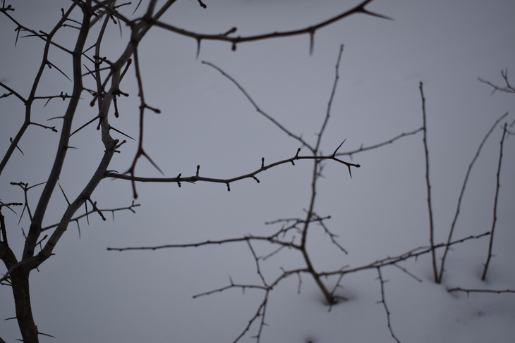 Image-normal