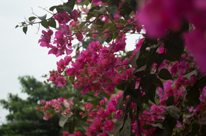 Image-preview_300x200