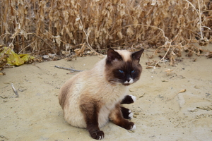 Image-preview_300x200