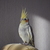 Image-square_50
