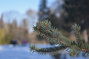 Image-preview_300x200