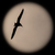 Image-square_50