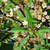 Image-square_50