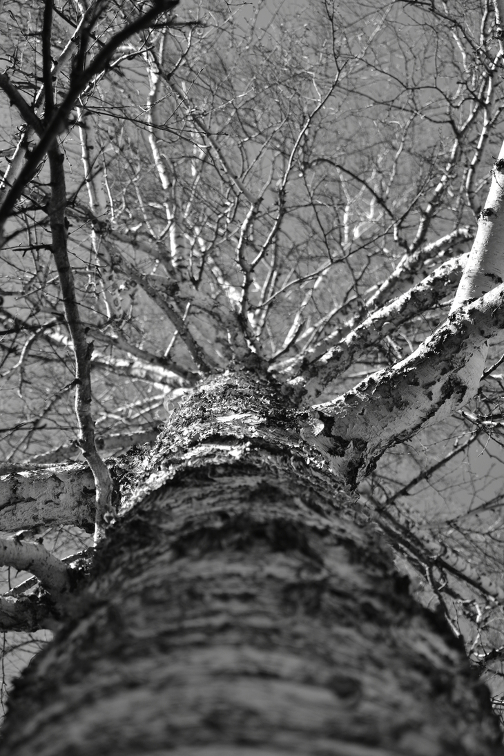 Image-normal
