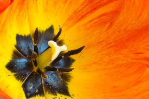 Image-preview_300x200