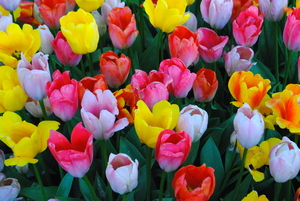 Image-preview_300x200