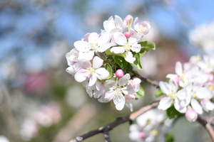 Image-preview_300x200