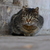 Image-square_50