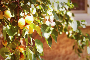 Image-preview_300x200