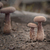 Image-square_50