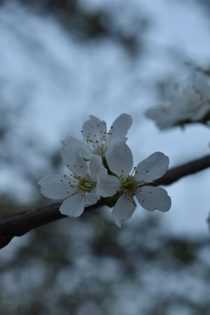 Image-preview_300x200