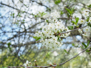 Image-preview_300x200