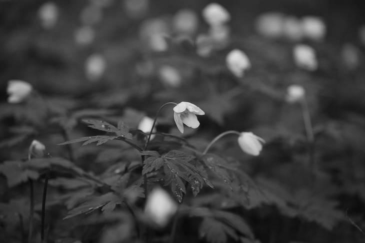 Image-normal