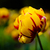 Image-square_50