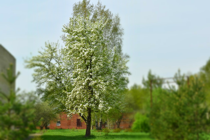 Image-normal