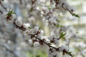 Image-preview_300x200