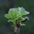 Image-square_50