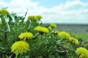 Image-preview_300x200