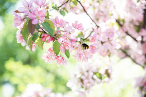 Image-preview_300x200